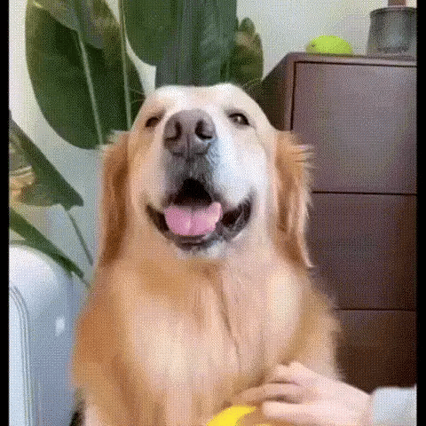 Cepillo Para Mascota Vapor 3 En 1