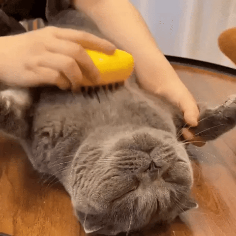 Cepillo Para Mascota Vapor 3 En 1